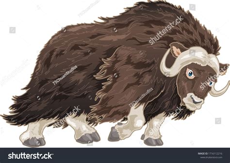 Musk Ox Cartoon Illustration Running Hairy Stock Vector (Royalty Free ...