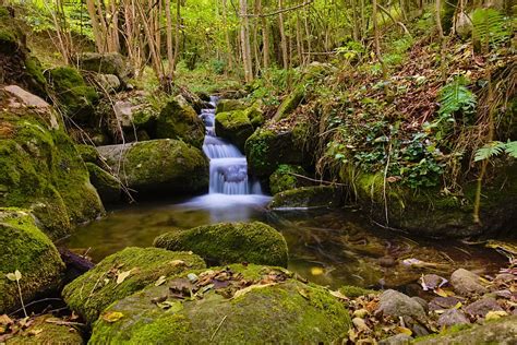 Los Mejores Bosques Para Visitar En Oto O