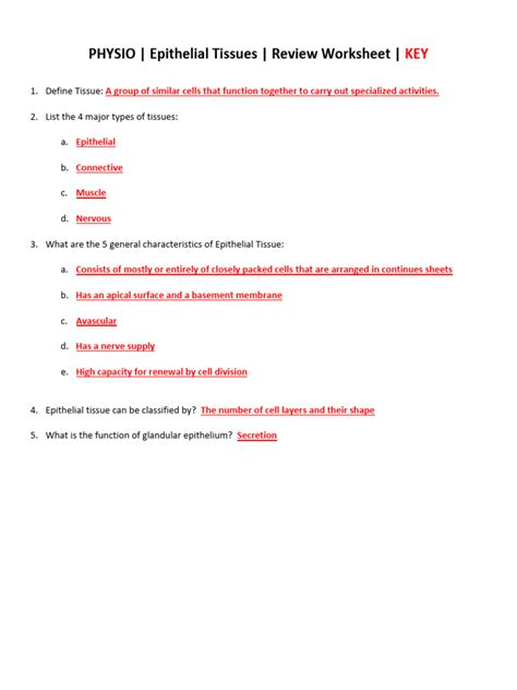 Epithelial Tissue Review Worksheet Key Physio Pdf Epithelium