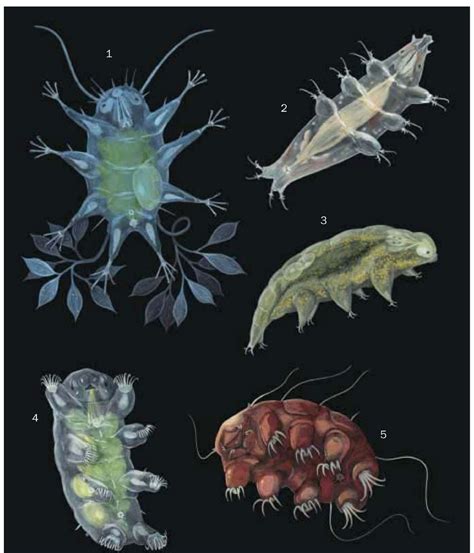 Tardigrades Microscopic Photography Tardigrade Micro Photography