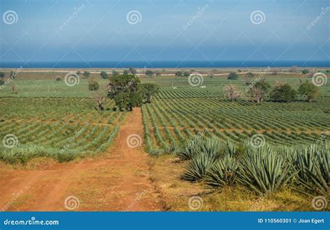 Sisal (Agave Sisalana) Plantation Stock Photo | CartoonDealer.com #40639044