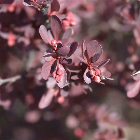 Berberis Crimson Pygmy Japanese Barberry Western Star Nurseries