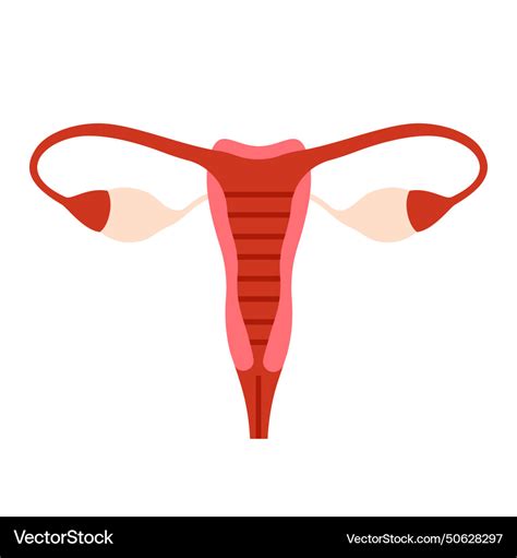 Female Reproductive Organs Medical Anatomical Vector Image