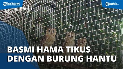 Petani Sukoharjo Basmi Hama Tikus Dengan Burung Hantu Jenis Tyto Alba