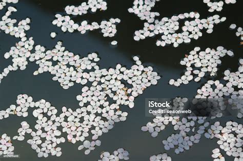 Cherry Blossom Petals Floating In Water Stock Photo Download Image