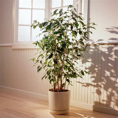 Weeping Fig Ficus Benjamina Care Guide And Tips Plants Spark Joy