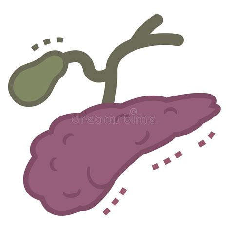 Illustration Of The Gall Bladder And Pancreas Stock Vector