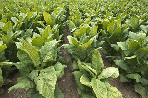 Campo Delle Piante Di Tabacco Nel Campo Dell Azienda Agricola Il