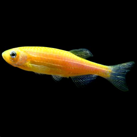 DANIO SUNBURST ORANGE Smartfishaquarium