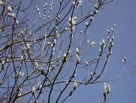 Pussy Willow Salix Discolor 21 Flowering Trees Bushes And Shrubs Of Sleepy Hollow Lake