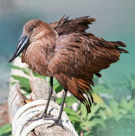 31 COMMON Birds Found in Africa! (2022) - Bird Watching HQ