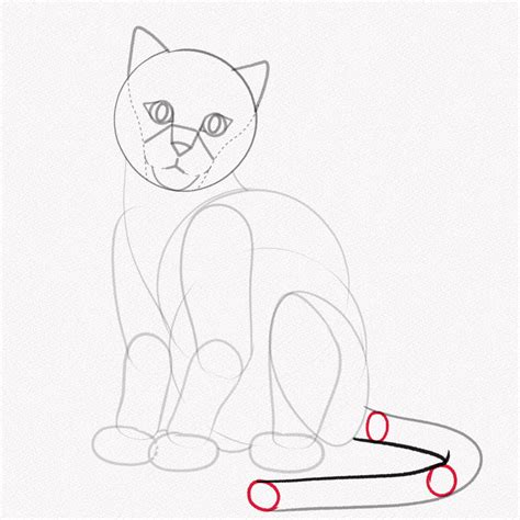 How To Draw A Realistic Cat Step By Step