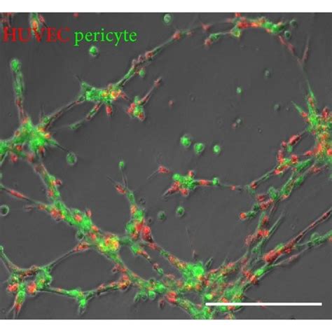 Human Pericytes Support Formation Of Microvascular Structures A