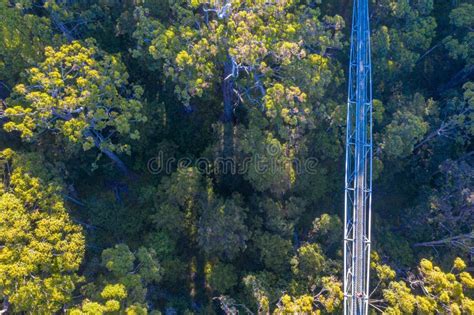 Valley of the Giants Tree Top Walk in Australia Stock Photo - Image of ...