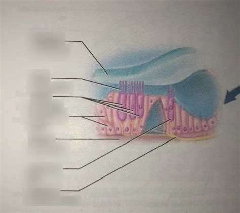 Spiral Organ Organ Of Corti Diagram Quizlet