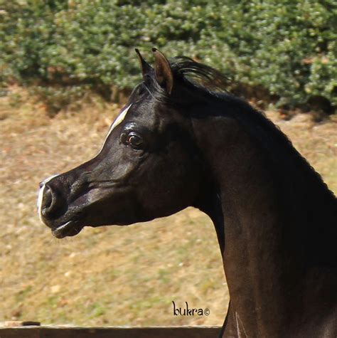 Black Arabian Horse Head Amazing Wallpapers