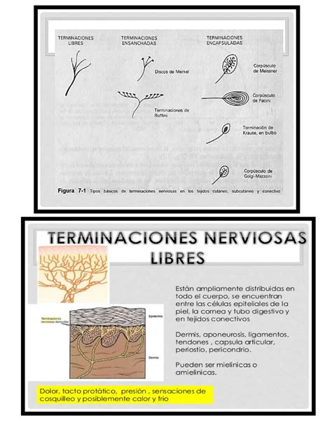 Terminaciones nerviosas º ç POTENCIAL DE ACCIÓN QUÉ ES Y CUÁLES SON