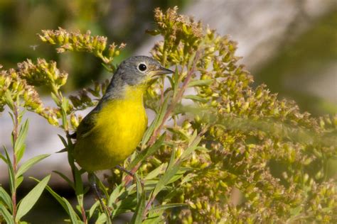 Chirps and Cheeps | Warblers, Kinglets, and White-throated Sparrows