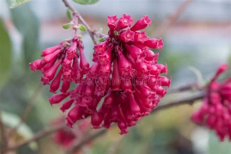 Purple Cestrum Elegans Cluster Of Red Flowers Stock Image Image Of