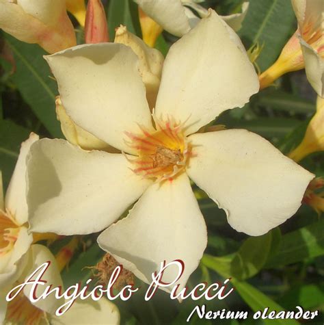 Oleander Angiolo Pucci Nerium Oleander Gr E C Oleandershop