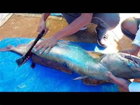 Giant Monster Wallago Attu Catfish Cutting In India Boal Fish Cutting