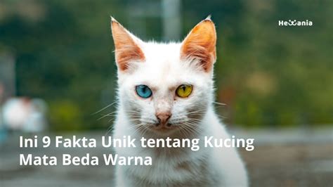 Fakta Unik Kucing Mata Beda Warna Hewania