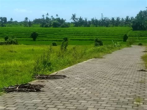 Dijual Tanah Pantai Nyanyi View Sawah Jh32 Lingkungan Villa