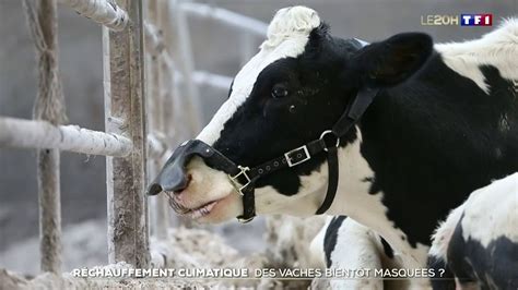 R Chauffement Climatique Des Vaches Bient T Masqu Es