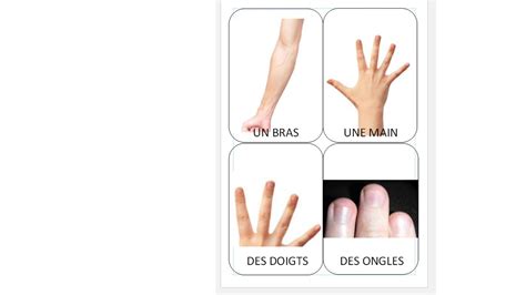 Imagiers Le Corps Images Par Page Site De Biscotte Ecole