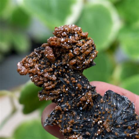 Vanadinite On Black Barite The Crystal Council