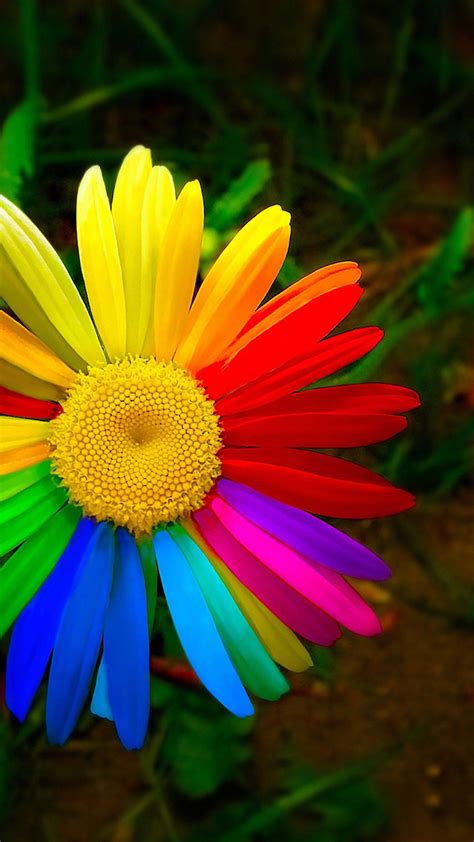 Download Rainbow Daisy Beautiful Phone Wallpaper | Wallpapers.com