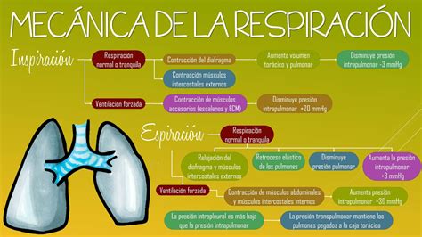 Fisiologia Respiratoria Etapas Mecanicas De La Respiracion Ventilacion