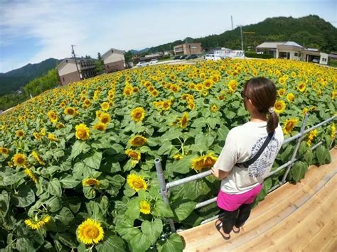 三重県のひまわり名所特集！7月から8月にかけて楽しめるひまわりの名所をご紹介します【2023年版】 特集 観光三重かんこうみえ