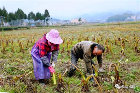 高山试种“芋”见先机！