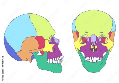 Human Skull Anatomy Medical Illustration Front And Side View Stock