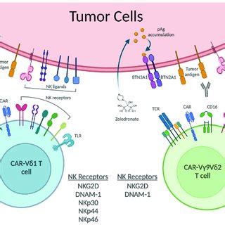 The Tumor Cell Recognition Of Car T Cells Car T Cells Recognize