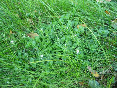 Chickweed Lawn Weeds