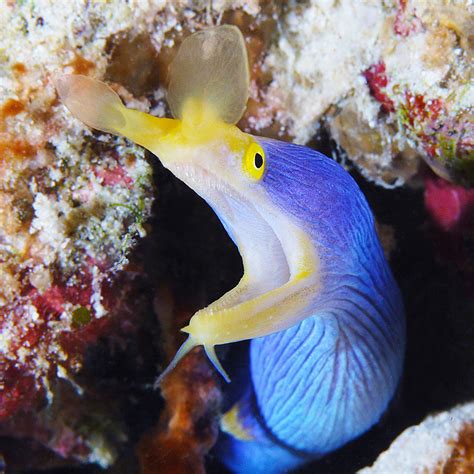 Blue Ribbon Eel Photograph by Paula Marie deBaleau