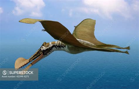 Tropeognathus Mesembrinus A Large Pterosaur From The Late Cretaceous