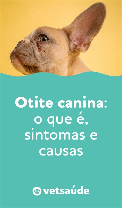 Otite canina o que é sintomas causas remédios e tratamento Otite