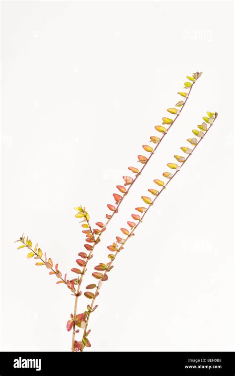 Lonicera nitida baggesens gold -Fotos und -Bildmaterial in hoher ...