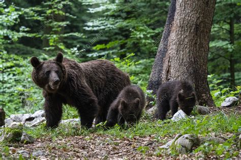 Eurasian brown bear and cubs - Stock Image - C057/7424 - Science Photo ...