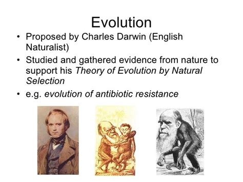 Theory Of Evolution Theory Of Evolution Evidence Support