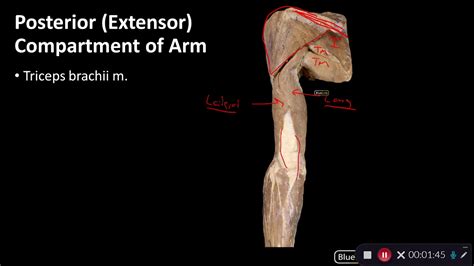 Posterior Compartment Of Arm Overview Of Upper Limb Dissection