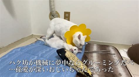 保護子猫を可愛がるおじいちゃん猫、ハッスルしすぎてグルンと前転！ ニコニコニュース