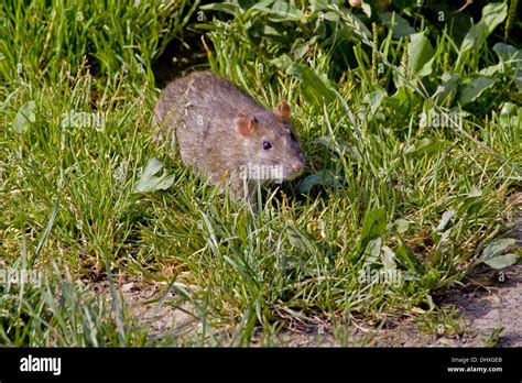 Norwegian Rat Hi Res Stock Photography And Images Alamy