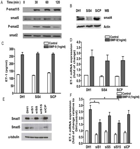 Hpaecs Were Grown To Confluence In 6 Cm Dishes Starved For 16 Hrs And