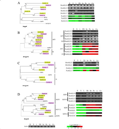 Phylogenetic Relationships And Expression Pattern Of Squa A Defglo