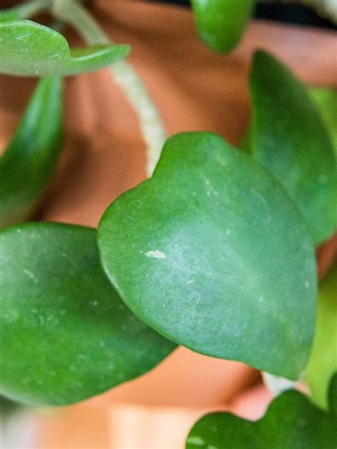 28 Common Houseplants A Care Buying Guide Artofit