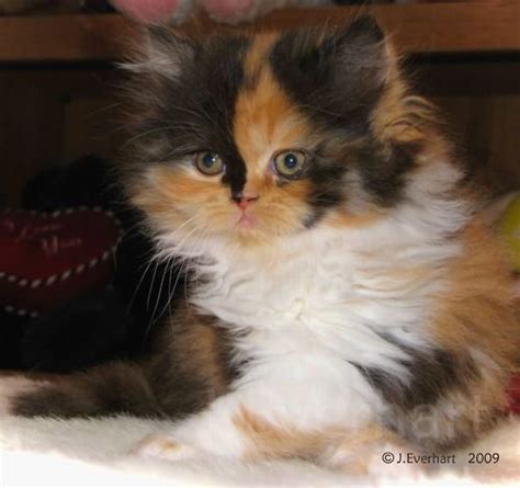 Persian Cat Calico - The Best Dogs And Cats